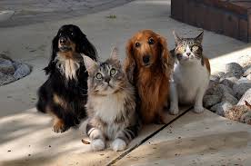 Insurtech amplia serviços para pets com plano completo para cães e gatos