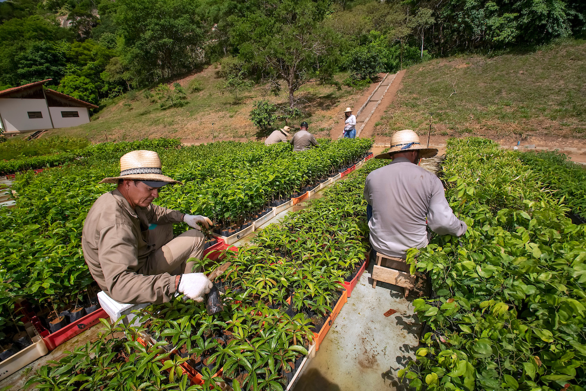 Zurich e Instituto Terra dão pontapé inicial em projeto para recuperar Mata Atlântica