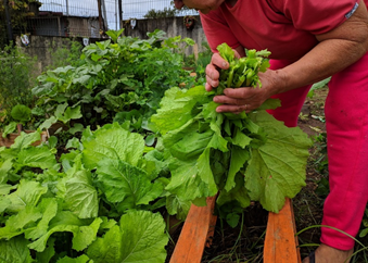Horta Comunitária implantada pelo Instituto Melhores Dias e AllCare auxilia alimentação de comunidade 