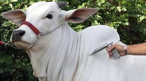 Criação de seguro para a aftosa é estudada no RS