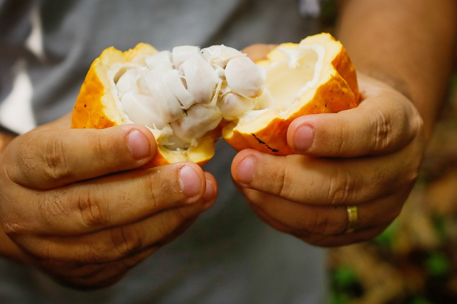 Cacau do sul da Bahia conta com seguro inédito para a produção da fruta