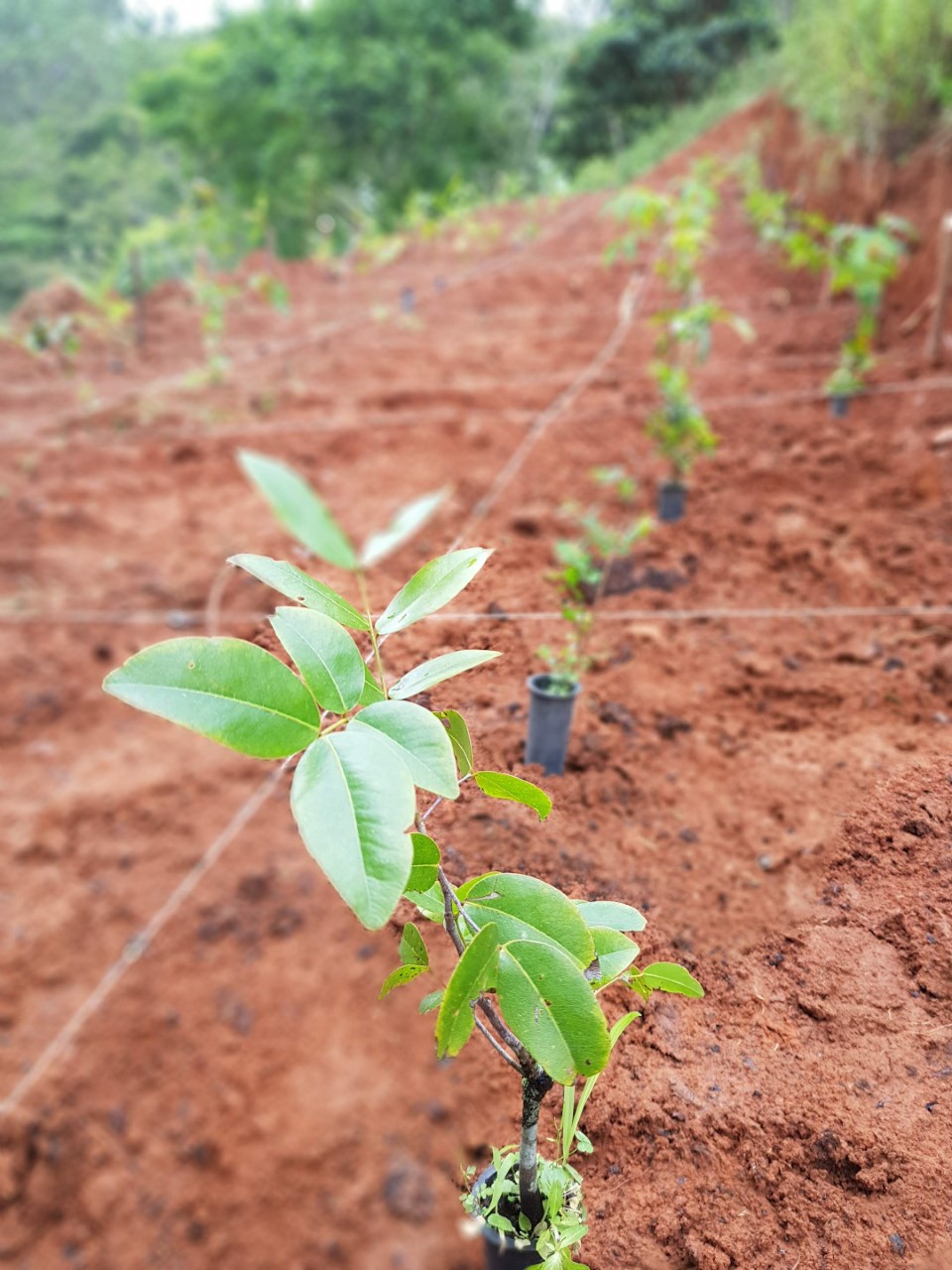 MetLife expande parceria com Itaú e clientes de seguro de vida individual poderão participar de “construção” de reserva florestal