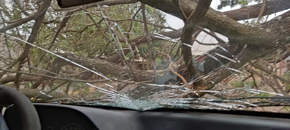 Seu carro foi atingido por uma árvore durante tempestade: veja perguntas e respostas sobre o que fazer