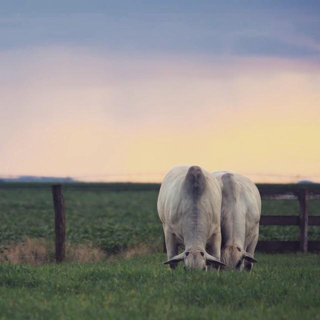 Seguro pecuário avança no Brasil, mas ainda há muito o que crescer