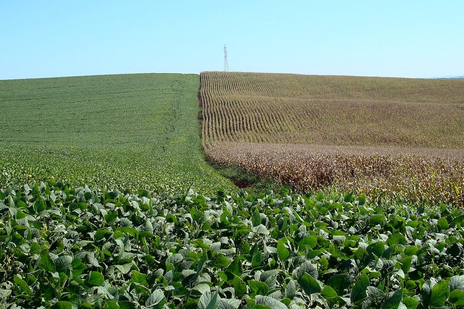Pagamentos de seguros para lavouras disparam