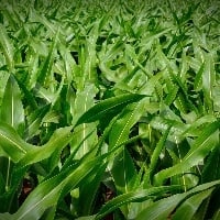 Seguro rural pagou R$ 5,4 bilhões em 2021