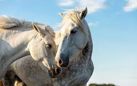 FF Seguros destaca cuidados com equinos no verão