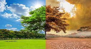 Prevenção é a chave: impacto das mudanças climáticas no mercado de seguros brasileiro