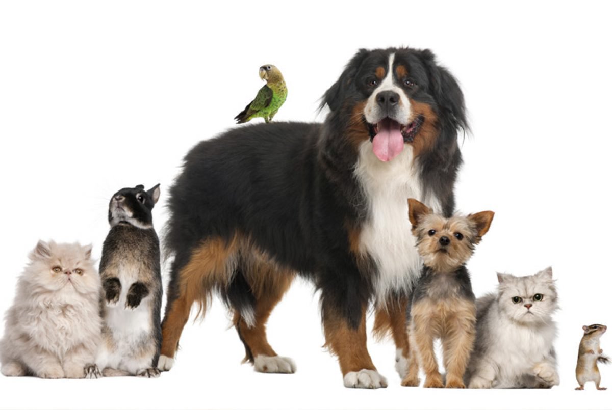 “Famílias multiespécies” podem contar com maior proteção no Brasil