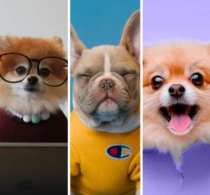 Impacto da humanização dos pets e das famílias multiespécies na economia brasileira