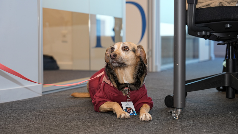 Zurich Seguros adota ambiente pet friendly