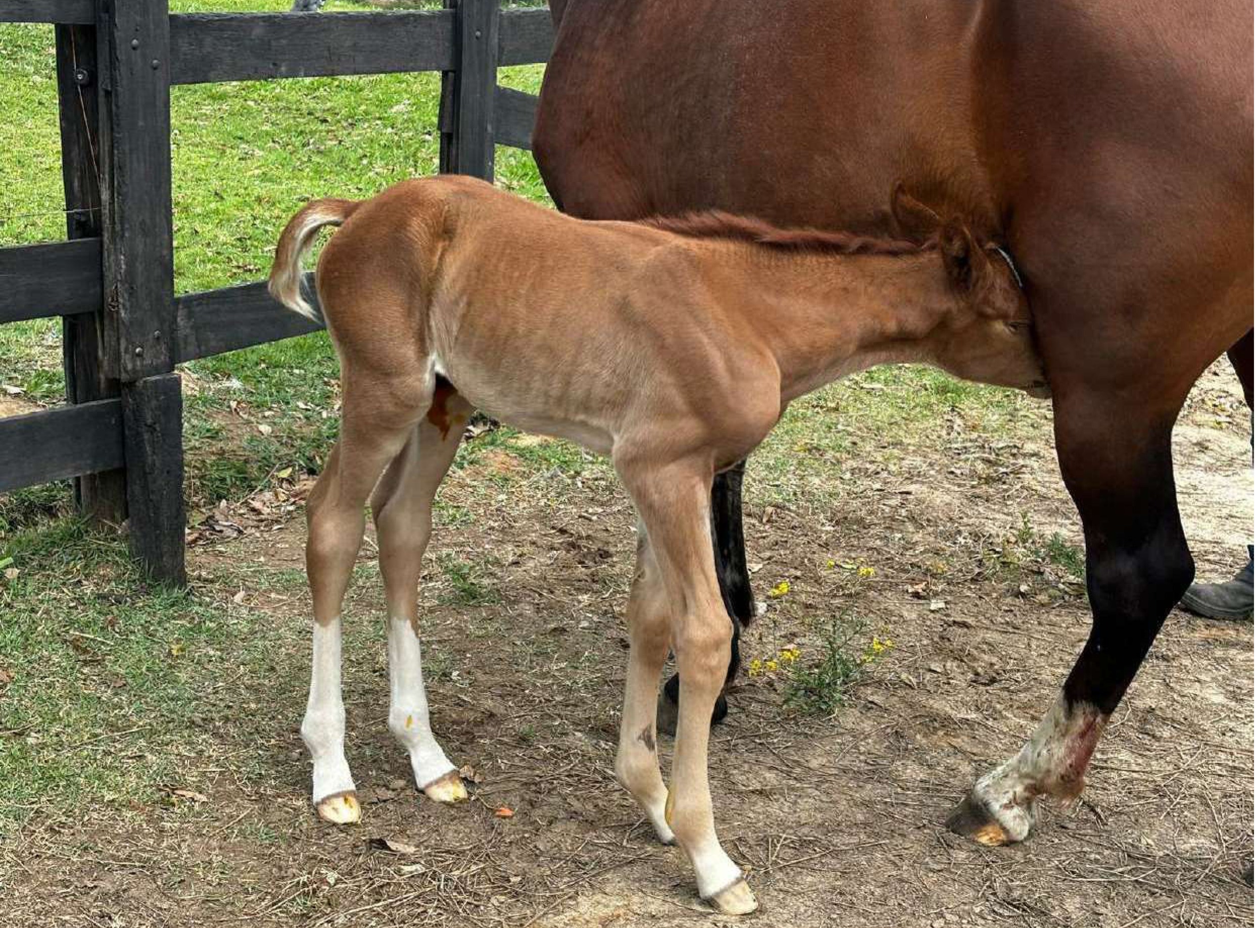 Seguro de prenhez protege investimento de até R$ 100 mil na reprodução de equinos