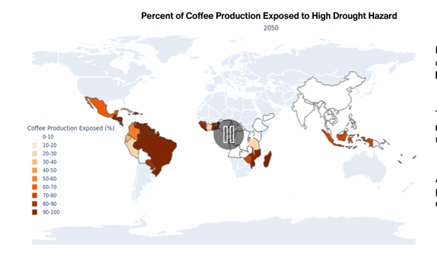 Como as seguradoras podem proteger o café das ameaças climáticas