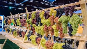 HDI Seguros anuncia patrocínio inédito à Festa Nacional da Uva 2026